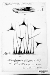 Triposporium elegans image